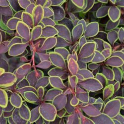 berberis thunbergii admiration 1