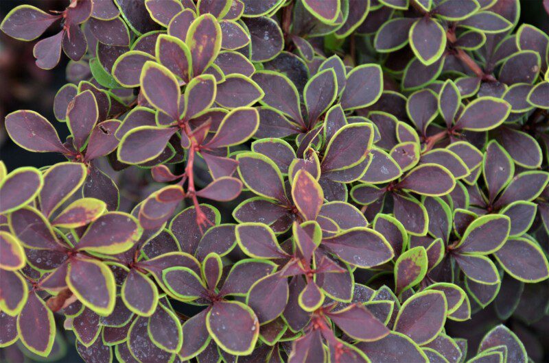 berberis thunbergii admiration 1