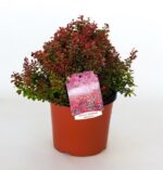 berberis thunbergii admiration