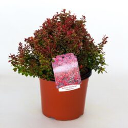 berberis thunbergii admiration