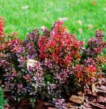 berberis thunbergii admiration 3