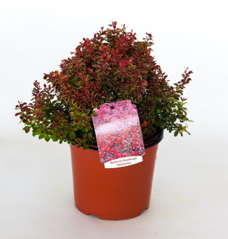 berberis thunbergii admiration