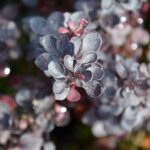berberis thunbergii atroporpurea 1