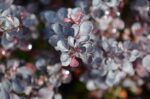 berberis thunbergii atroporpurea 1
