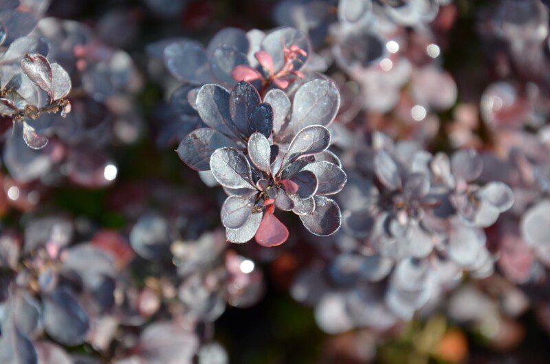 berberis thunbergii atroporpurea 1