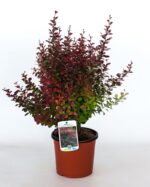 berberis thunbergii atroporpurea