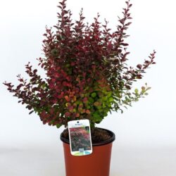 berberis thunbergii atroporpurea