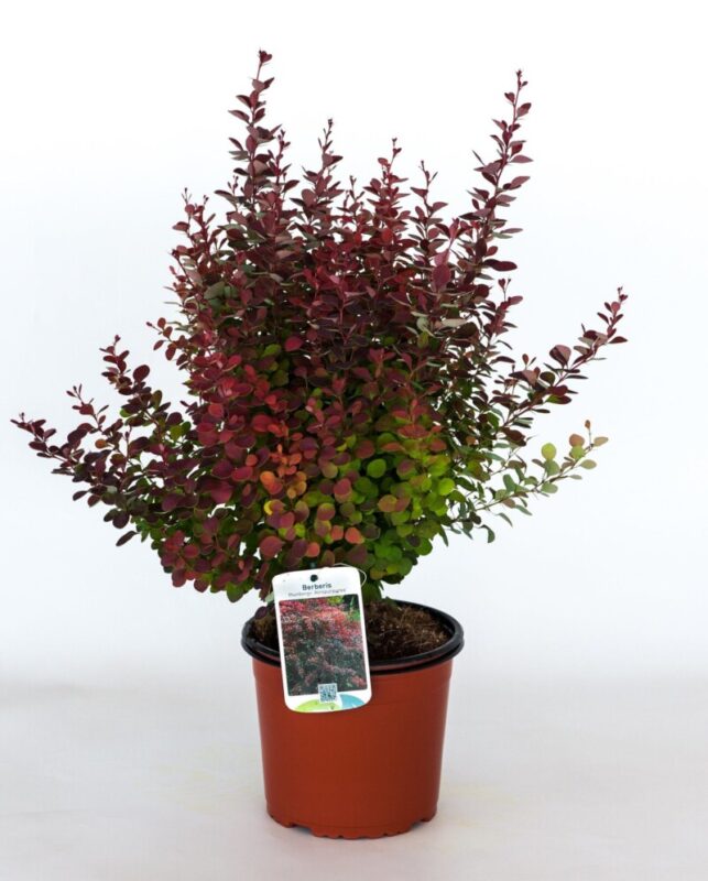 berberis thunbergii atroporpurea