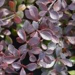 berberis thunbergii atroporpurea nana 1