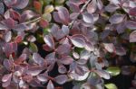 berberis thunbergii atroporpurea nana 1
