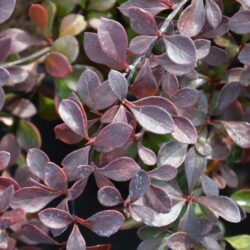 berberis thunbergii atroporpurea nana 1
