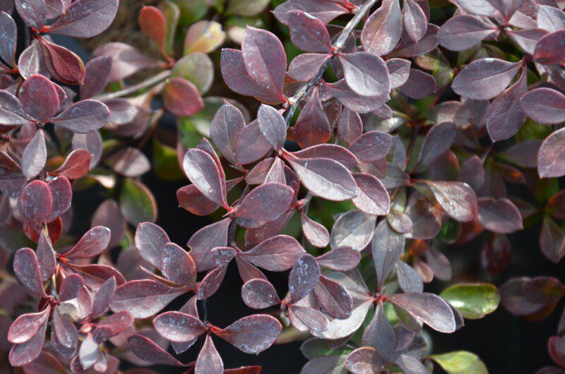 berberis thunbergii atroporpurea nana 1 berberis thunbergii atroporpurea nana 1