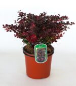 berberis thunbergii atroporpurea nana
