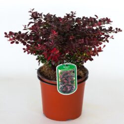 berberis thunbergii atroporpurea nana