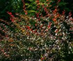 berberis thunbergii atroporpurea nana 3