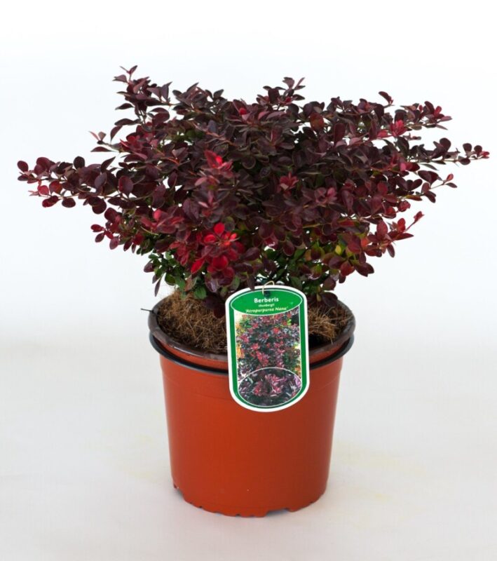berberis thunbergii atroporpurea nana