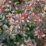 berberis thunbergii bagatelle