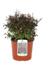 berberis thunbergii bagatelle 2