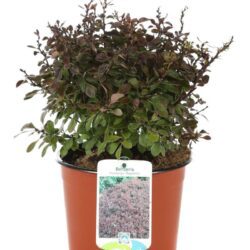 berberis thunbergii bagatelle 2