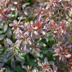 berberis thunbergii bagatelle
