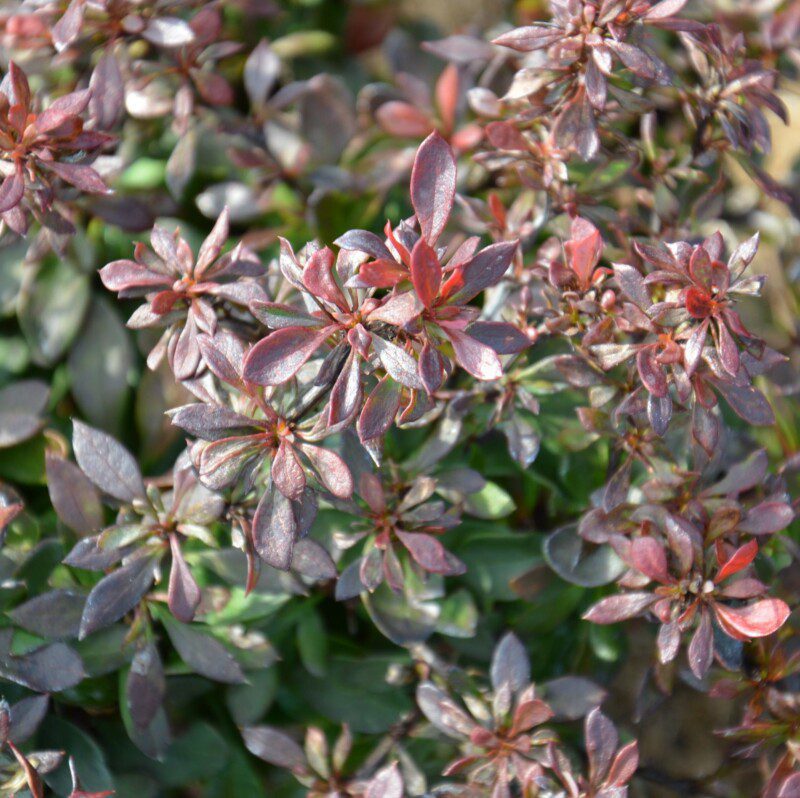 berberis thunbergii bagatelle