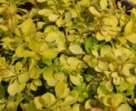 berberis thunbergii bonanza gold