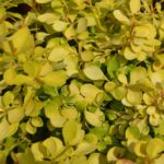 berberis thunbergii bonanza gold
