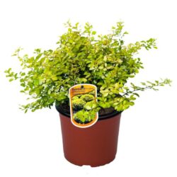 berberis thunbergii bonanza gold 2