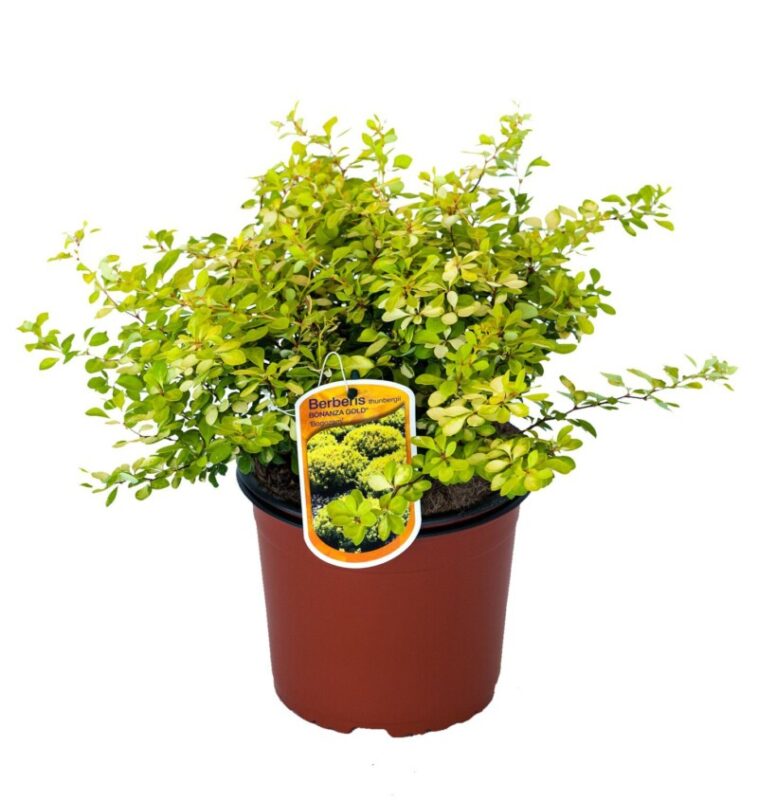 berberis thunbergii bonanza gold 2