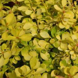 berberis thunbergii bonanza gold