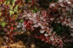berberis thunbergii concorde