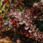 berberis thunbergii concorde