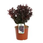 berberis thunbergii concorde 2