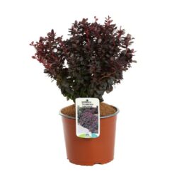 berberis thunbergii concorde 2