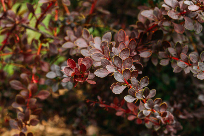 berberis thunbergii concorde
