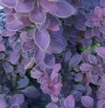 berberis thunbergii coronita