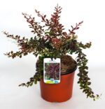 berberis thunbergii coronita 2