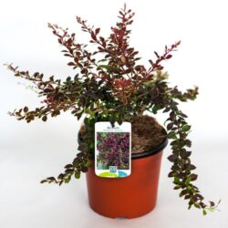 berberis thunbergii coronita 2