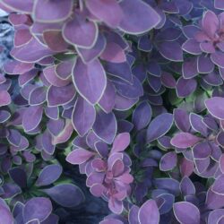 berberis thunbergii coronita
