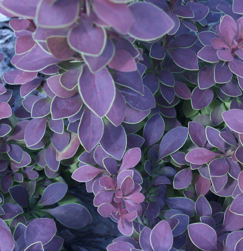 berberis thunbergii coronita berberis thunbergii coronita