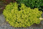 berberis thunbergii golden nugget