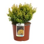 berberis thunbergii golden nugget 2