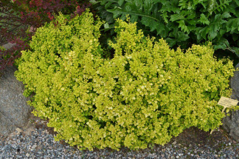 berberis thunbergii golden nugget