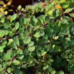 berberis thunbergii green carpet