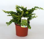 berberis thunbergii green carpet 2