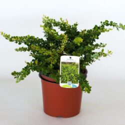 berberis thunbergii green carpet 2