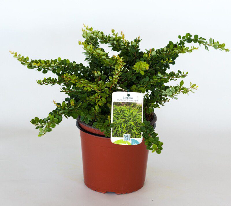 berberis thunbergii green carpet 2