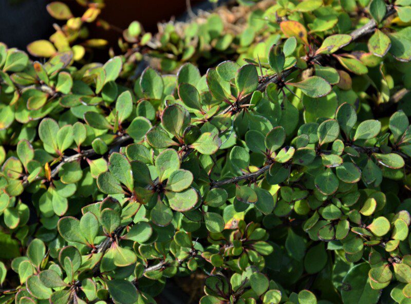berberis thunbergii green carpet
