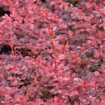 berberis thunbergii harlequin 1