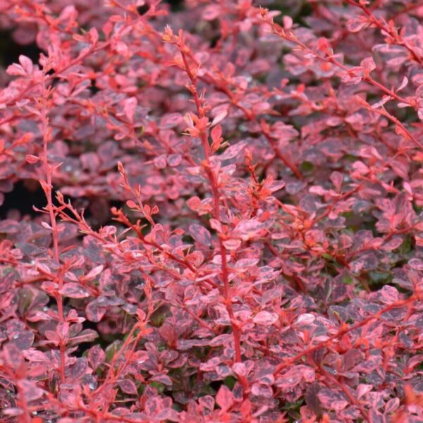 berberis thunbergii harlequin 1